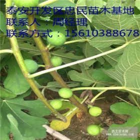 哪里有青皮无花果树苗 青皮无花果树苗批发价格