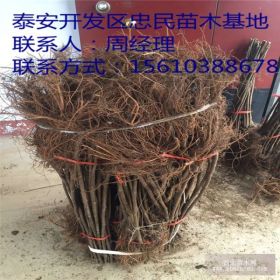 出售优质无花果树苗 金傲芬无花果苗价格