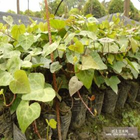 贵州爬山虎基地批发贵阳遵义六盘水铜仁兴义凯里都匀爬山虎批发