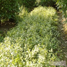 都匀花叶蔓长春基地批发遵义花叶蔓常春基地批发贵阳安顺六盘水都