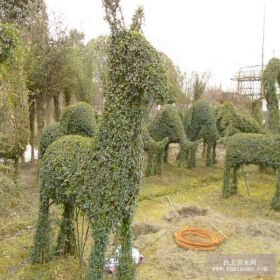 遵義小葉女貞大象造型馬造型小葉女貞長(zhǎng)頸鹿造型貴陽(yáng)遵義六盤水安