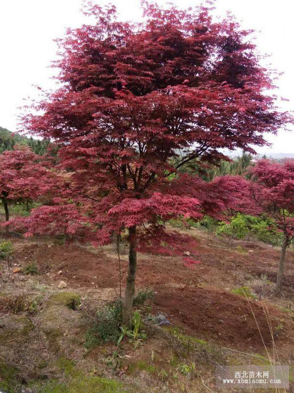 大量供應嫁接紅楓