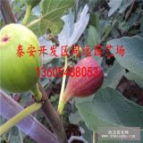 波姬紅無(wú)花果苗  波姬紅無(wú)花果苗價(jià)格