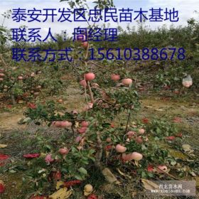 供应苹果苗 苹果苗批发价格 苹果苗哪里有卖的