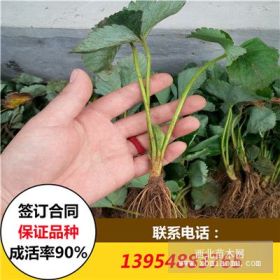 寧玉草莓苗 2017年寧玉草莓苗價(jià)格