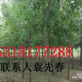 8公分白蜡上车价格