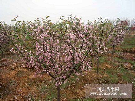 垂絲海棠，貼梗海棠