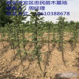 润太一号苹果苗 润太一号苹果苗价格