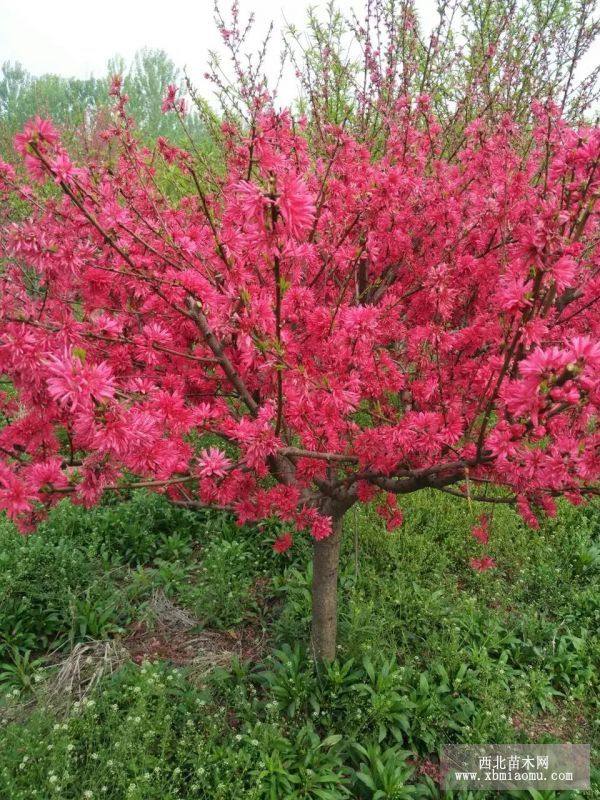 嫣紅菊花桃