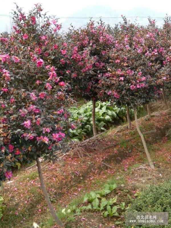 茶花，毛娟，石楠，