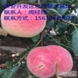 出售永蓮蜜桃系列桃樹(shù)苗 永蓮蜜桃桃樹(shù)苗批發(fā)