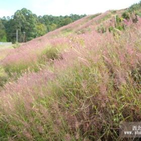 供應(yīng)四川糖蜜草草種邊坡復(fù)墾綠化草種批發(fā)