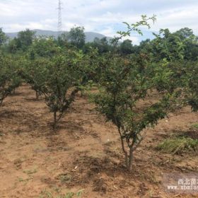 獅子頭花椒苗基地，在哪里呀