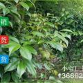 供應(yīng)山茶花樹小苗籠球價(jià)格實(shí)惠四川成都溫江苗圃基地