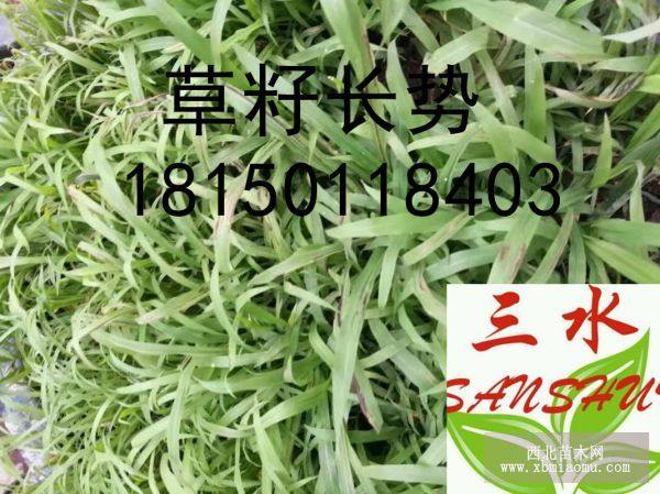 巖石邊坡生態(tài)恢復(fù)植物