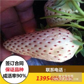 白草莓苗批發(fā) 2017年白草莓苗價(jià)格