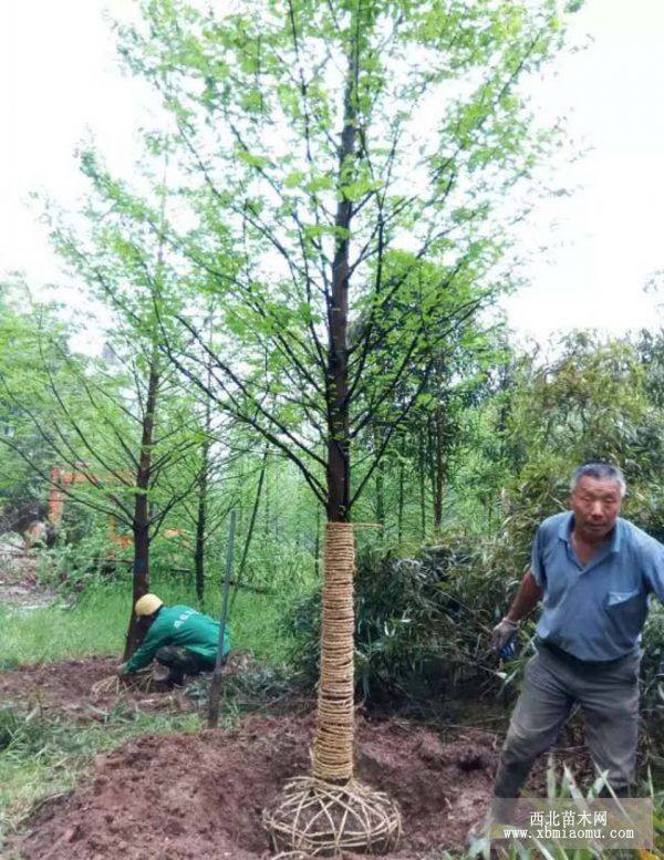 水杉 水杉樹苗 