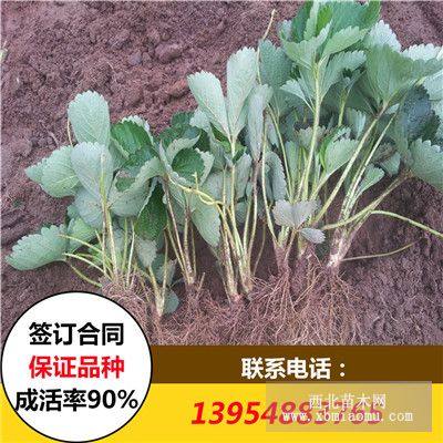 拉松6号草莓苗