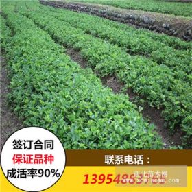 童子一號(hào)草莓苗批發(fā) 2017年童子一號(hào)草莓苗價(jià)格