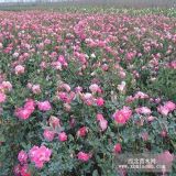 供應薔薇、豐花月季、紅帽月季、品種月季、玫瑰月季、樹狀月季