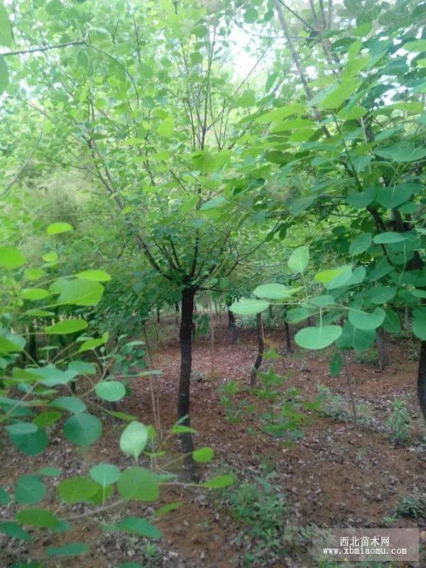 華山松苗，黃櫨