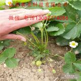 2017年草莓苗什么價格 8月份草莓苗價格 哪個時間種草莓苗