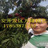 珍品王桃苗珍品王桃苗價(jià)格珍品王桃苗哪里有