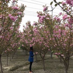 精品日本晚樱，苗圃熟货晚樱