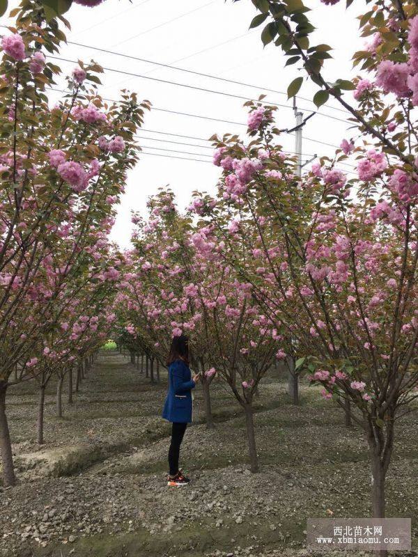 櫻花，日本晚櫻