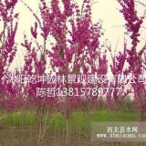 供應(yīng)櫻花，紫荊，紫薇、