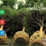 供應(yīng)求購金桂丹桂四季桂高桿桂花樹的價(jià)格表四川成都溫江