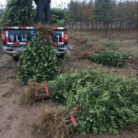 哪里有一米高的獅子頭大紅袍花椒苗基地