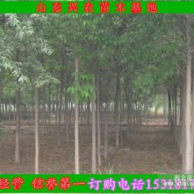 15公分白蜡/18公分白蜡上车价格