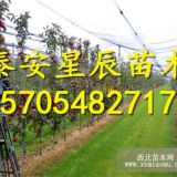 鲁丽苹果苗鲁丽苹果苗报价鲁丽苹果苗种植方法