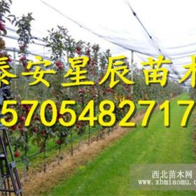 鲁丽苹果苗鲁丽苹果苗报价鲁丽苹果苗种植方法