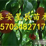 中油19號(hào)桃苗中油19號(hào)桃苗出售中油19號(hào)桃苗價(jià)格