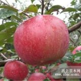 蜜脆蘋果苗 山東蜜脆蘋果苗價(jià)格