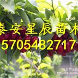 布鲁克斯樱桃苗布鲁克斯樱桃苗哪里有