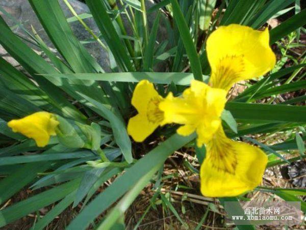 黄菖蒲 水生植物 