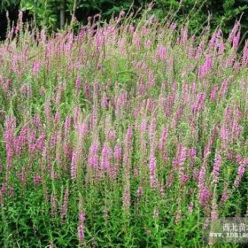 內蒙千屈菜基地