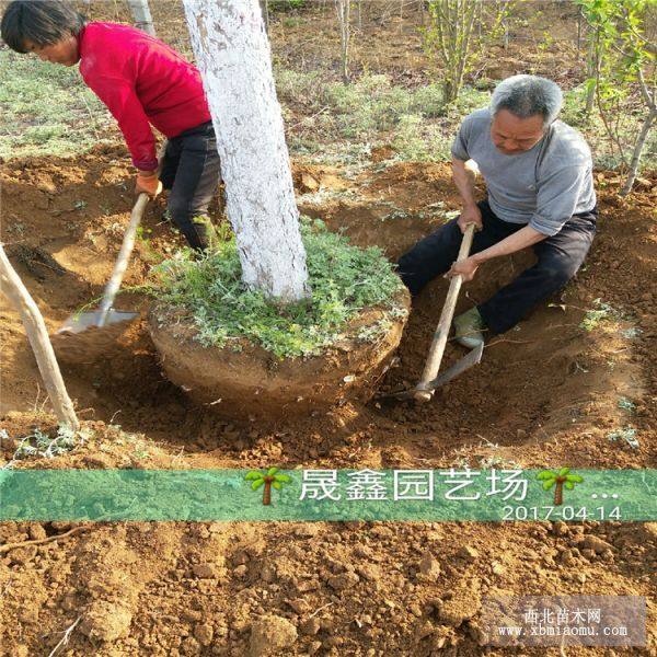 苹果苗 红肉苹果苗