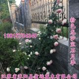 藤本帶花月季江蘇月季苗