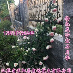 藤本带花月季江苏月季苗