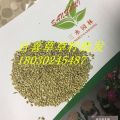 供應四川省攀枝花西區(qū)邊坡綠化工程用草種百喜草草籽