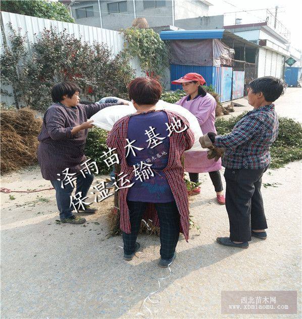 永青一號(hào)花椒苗