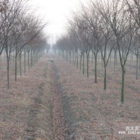 林云苗圃廣玉蘭 櫸樹(shù) 紅葉石楠價(jià)格報(bào)價(jià)