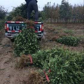 陜西韓城市哪里有賣獅子頭大紅袍無刺花椒苗木基地