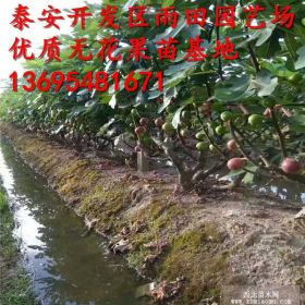 2017年無(wú)花果樹(shù)苗、新品種無(wú)花果樹(shù)苗、無(wú)花果樹(shù)苗價(jià)格