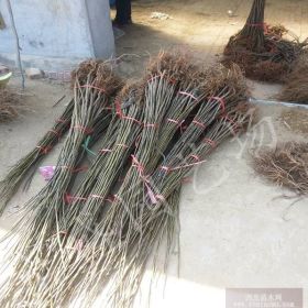 布兰瑞克无花果树苗价格 便宜布兰瑞克无花果树苗