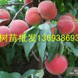 河南南陽(yáng)桃樹苗批發(fā)